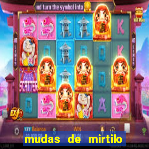 mudas de mirtilo em porto alegre